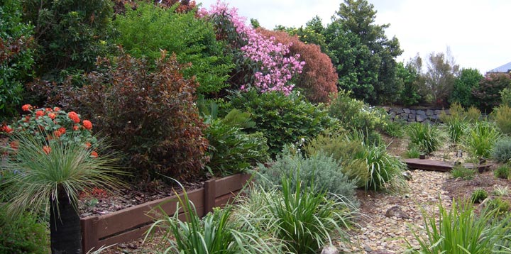 Native Australian Plants are hardy and provide great foliage and flower colour.