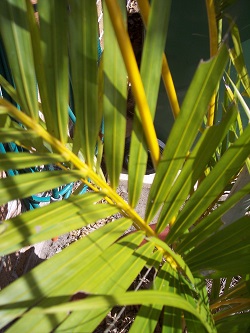 Non Native Exotic Plants Palms Ezyplant