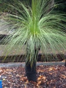 Xanthorrhoea johnsonii - Grass Tree - Black Boy