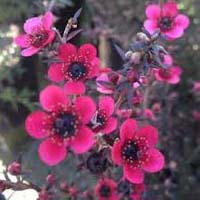 Leptospermum - Rubrum or Dwarf Red Tea Tree.This compact growing shrub with dark burgundy foliage small hot pink tea tree flowers in Winter and Spring.