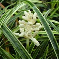 Ophiopogon intermedians - Stripey White