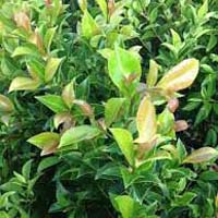 Syzygium - Aussie Gem. Evergreen native shrub with green and bronze foliage. White flowers appear in Spring followed by red berries.